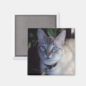 Aimant Cappuccino le chat (Recto/Verso)