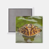 Aimant Captif, Nebraska, USA (Recto/Verso)