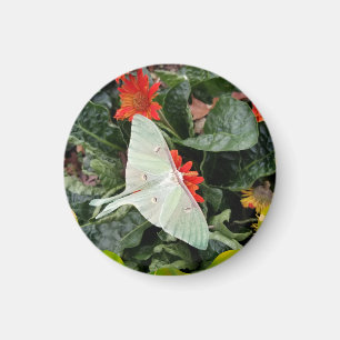 Aimant Captivant Luna Moth