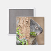 Aimant Capture d'écran Koala (Recto/Verso)