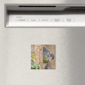 Aimant Capture d'écran Koala (In Situ (Lave-vaisselle))