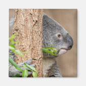 Aimant Capture d'écran Koala (Devant)
