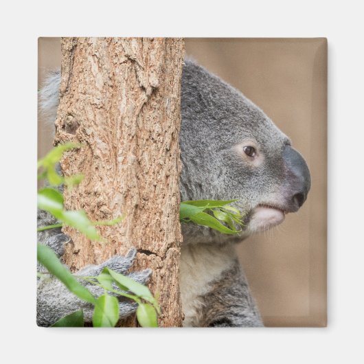 Aimant Capture d'écran Koala (Devant)