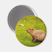 Aimant Capybara (Recto/Verso)
