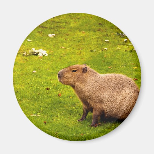 Aimant Capybara (Devant)