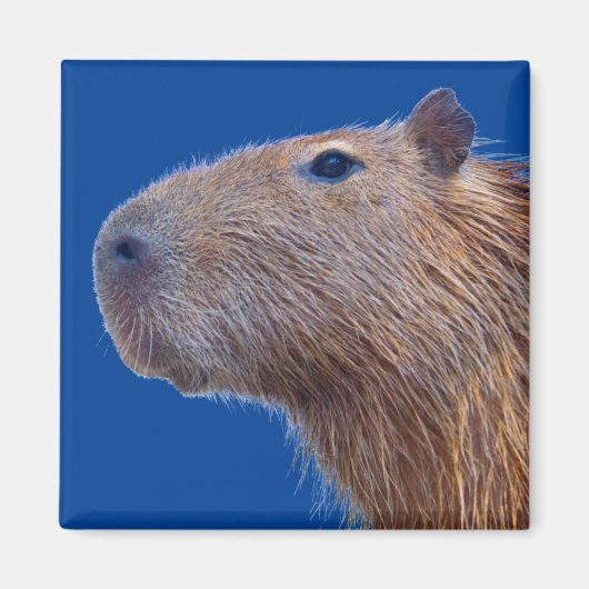 Aimant Capybara (Devant)