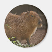 Aimant Capybara (Devant)