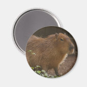 Aimant Capybara (Recto/Verso)