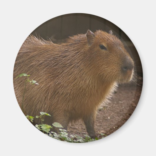 Aimant Capybara (Devant)