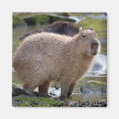 Aimant Capybara au bord d'un étang (Devant)