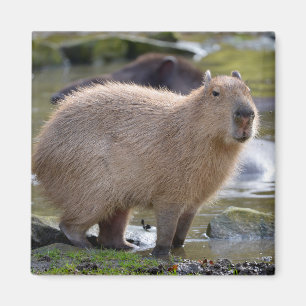 Aimant Capybara au bord d'un étang