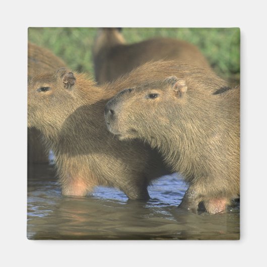 Aimant Capybara, Hydrochaeris hydrochaeris), du monde (Devant)