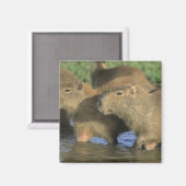 Aimant Capybara, Hydrochaeris hydrochaeris), monde (Recto/Verso)