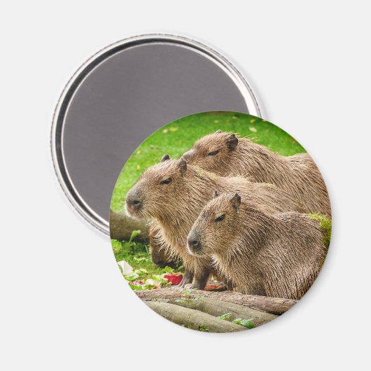 Aimant Capybara Trio (Recto/Verso)
