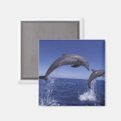 Aimant Caraïbes, dauphins à gros nez (Recto/Verso)