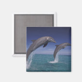 Aimant Caraïbes, dauphins de Bottlenose Tursiops (Recto/Verso)