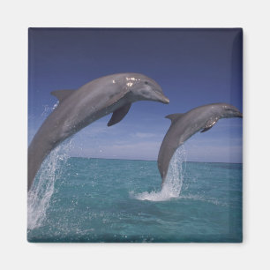Aimant Caraïbes, dauphins Tursiops