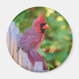Aimant Cardinal