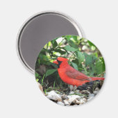 Aimant Cardinal (Recto/Verso)