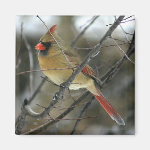 Aimant Cardinal