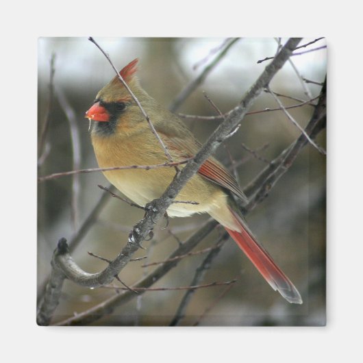 Aimant Cardinal (Devant)
