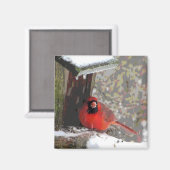 Aimant Cardinal à la source (Recto/Verso)