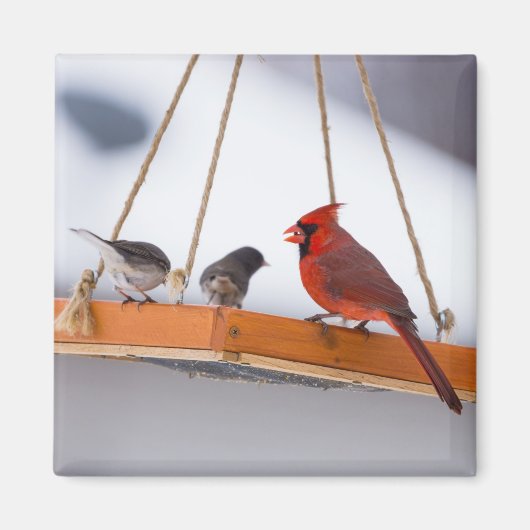 Aimant Cardinal and Juncos (Devant)