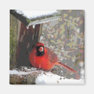 Aimant Cardinal au conducteur