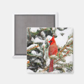 Aimant Cardinal dans un pin (Recto/Verso)