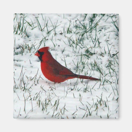 Aimant Cardinal de la Saint-Valentin (Devant)