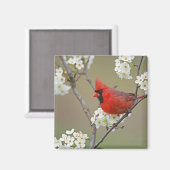 Aimant Cardinal du Nord (Recto/Verso)