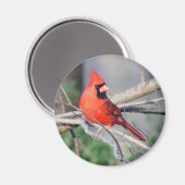 Aimant Cardinal du Nord Woods (Recto/Verso)