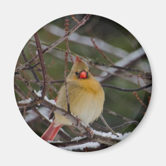 Aimant Cardinal féminin dans l'aimant de l'arbre (Devant)