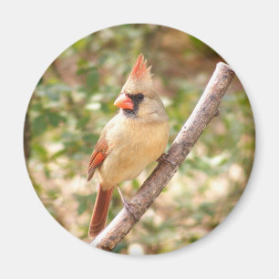 Aimant Cardinal féminin sur la branche