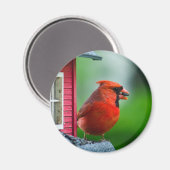 Aimant cardinal mâle à la mangeoire au printemps (Recto/Verso)