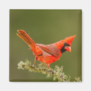 Aimant Cardinal mâle sur une branche