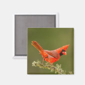 Aimant Cardinal mâle sur une branche (Recto/Verso)