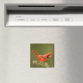 Aimant Cardinal mâle sur une branche (In Situ (Lave-vaisselle))