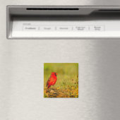 Aimant Cardinal mâle sur une bûche (In Situ (Lave-vaisselle))