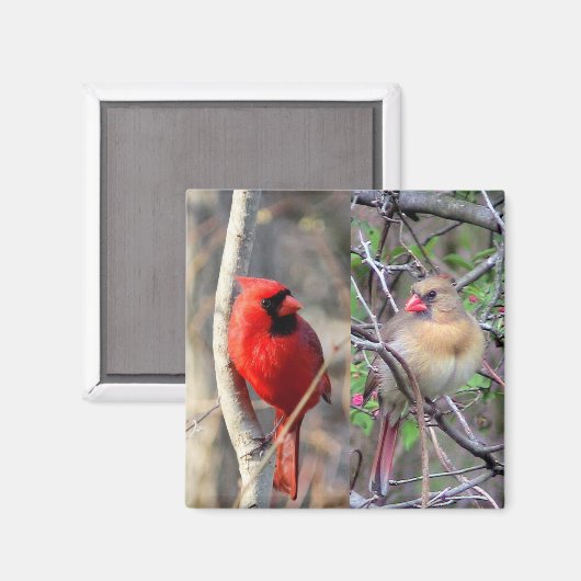 Aimant Cardinal Pair (Recto/Verso)