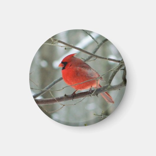 Aimant cardinal rouge (Devant)