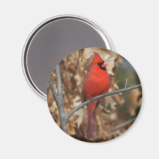 Aimant Cardinal rouge (Recto/Verso)