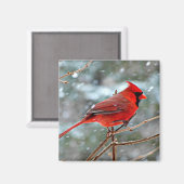 Aimant Cardinal rouge (Recto/Verso)