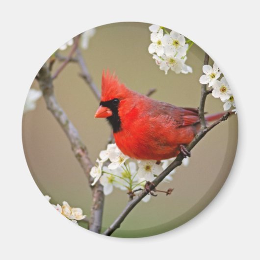 Aimant Cardinal rouge (Devant)