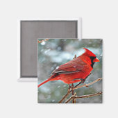 Aimant Cardinal rouge dans la neige (Recto/Verso)