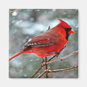 Aimant Cardinal rouge dans la neige (Devant)