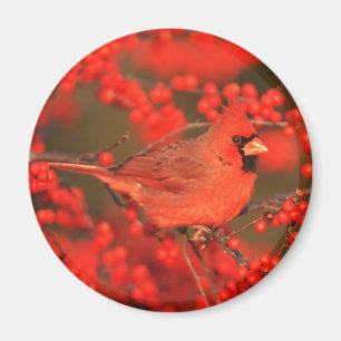 Aimant Cardinal rouge du Nord mâle, IL