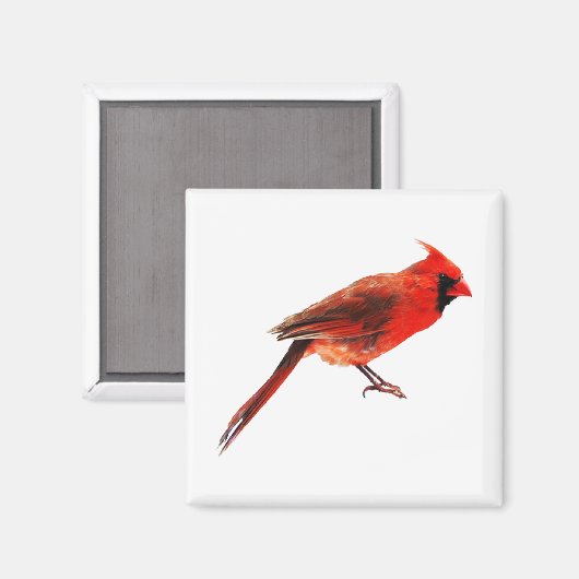 Aimant Cardinal(s) (Recto/Verso)