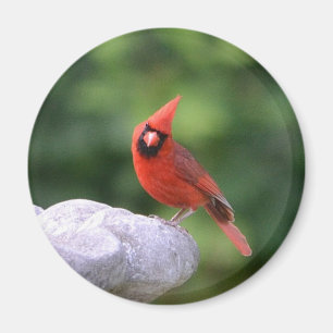 Aimant Cardinal Sur L'Aimant Du Bain D'Oiseau