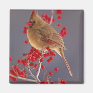 Aimant Cardinalis nordique femelle parmi les aubépines